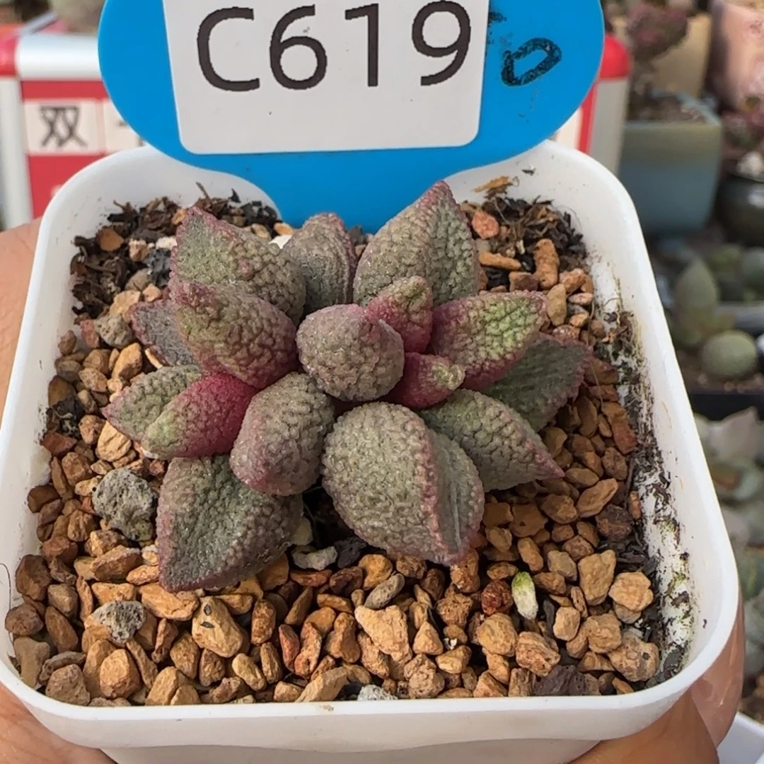 释迦。     619。