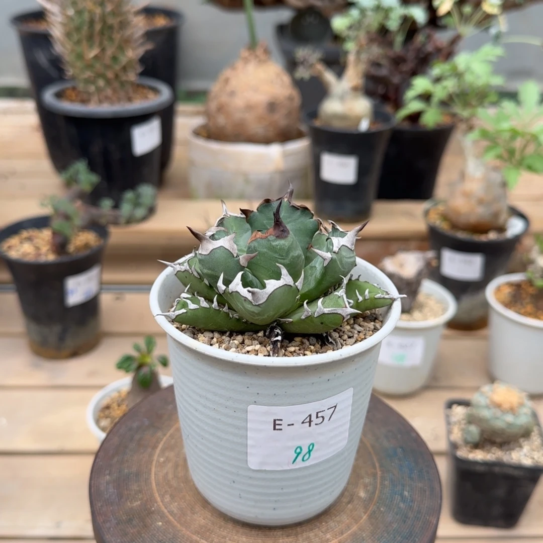 457姬仁冠块根植物