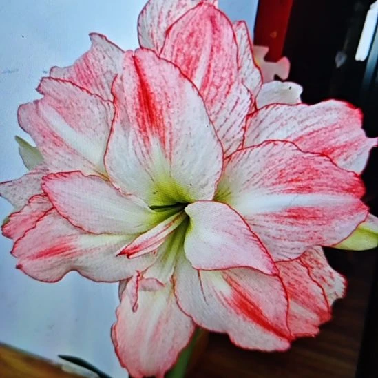 完全开放爱神4厘米+三颗