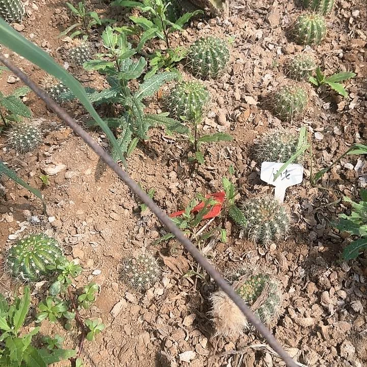 仙女毛花柱20一个毛花柱