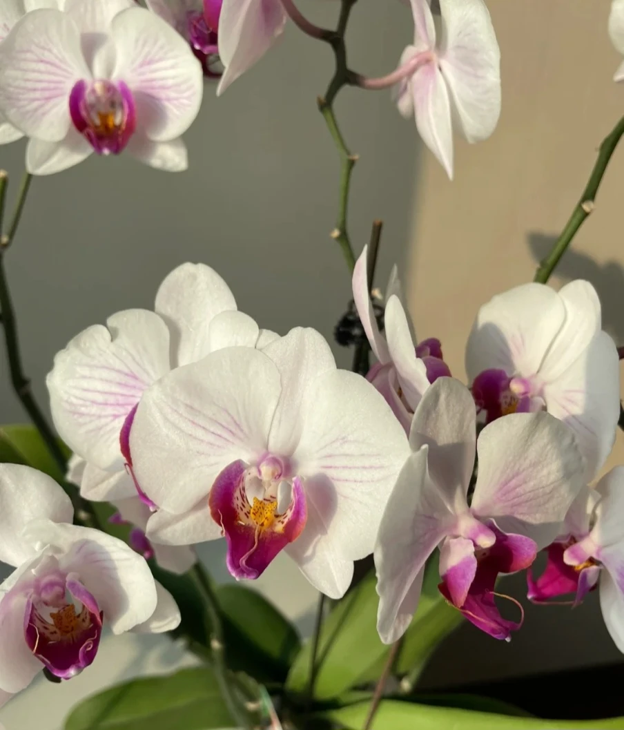 【丹佛】蝴蝶兰精品 带花带花苞 高级花色耐养花期长