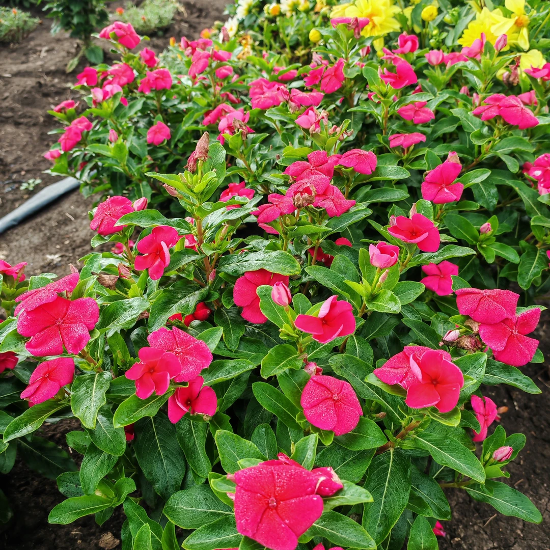 庭院花卉太平洋系列混色长春花盆栽地栽
