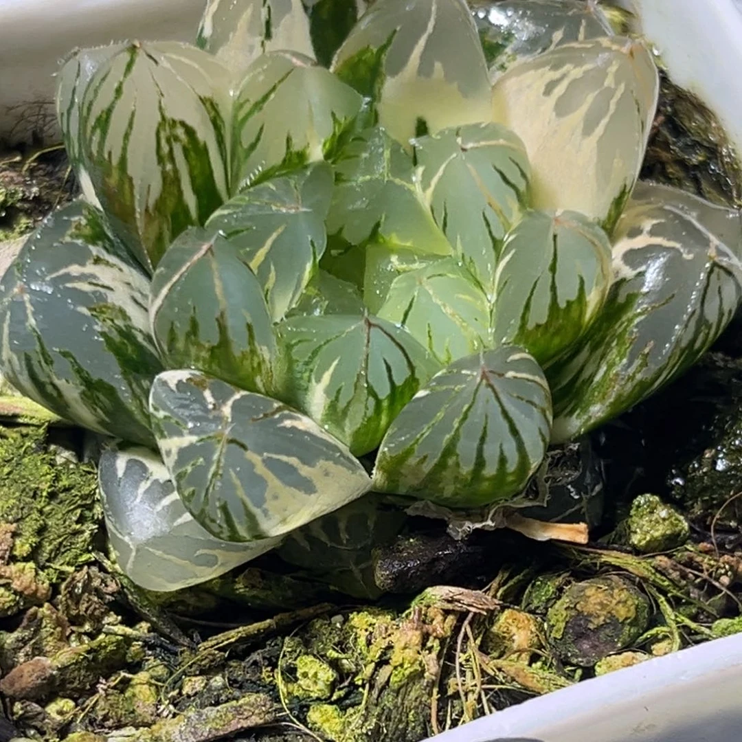 十二卷多肉植物1618水晶杂