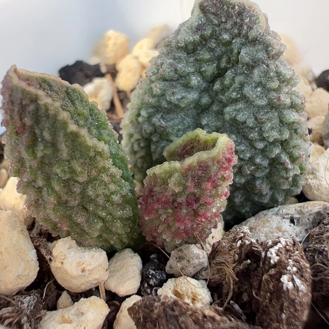 实生新品大苗多肉植物水泡