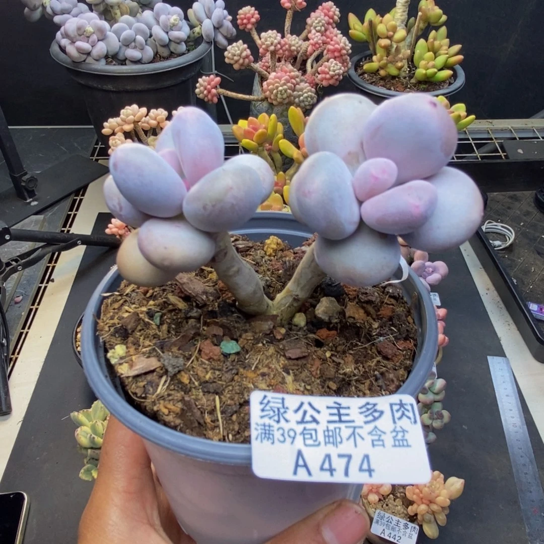 474彩虹奶多肉7c m