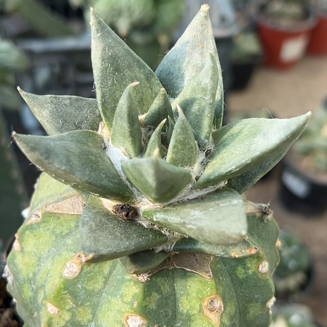 完全开放福利宽尤龙牙牡丹074