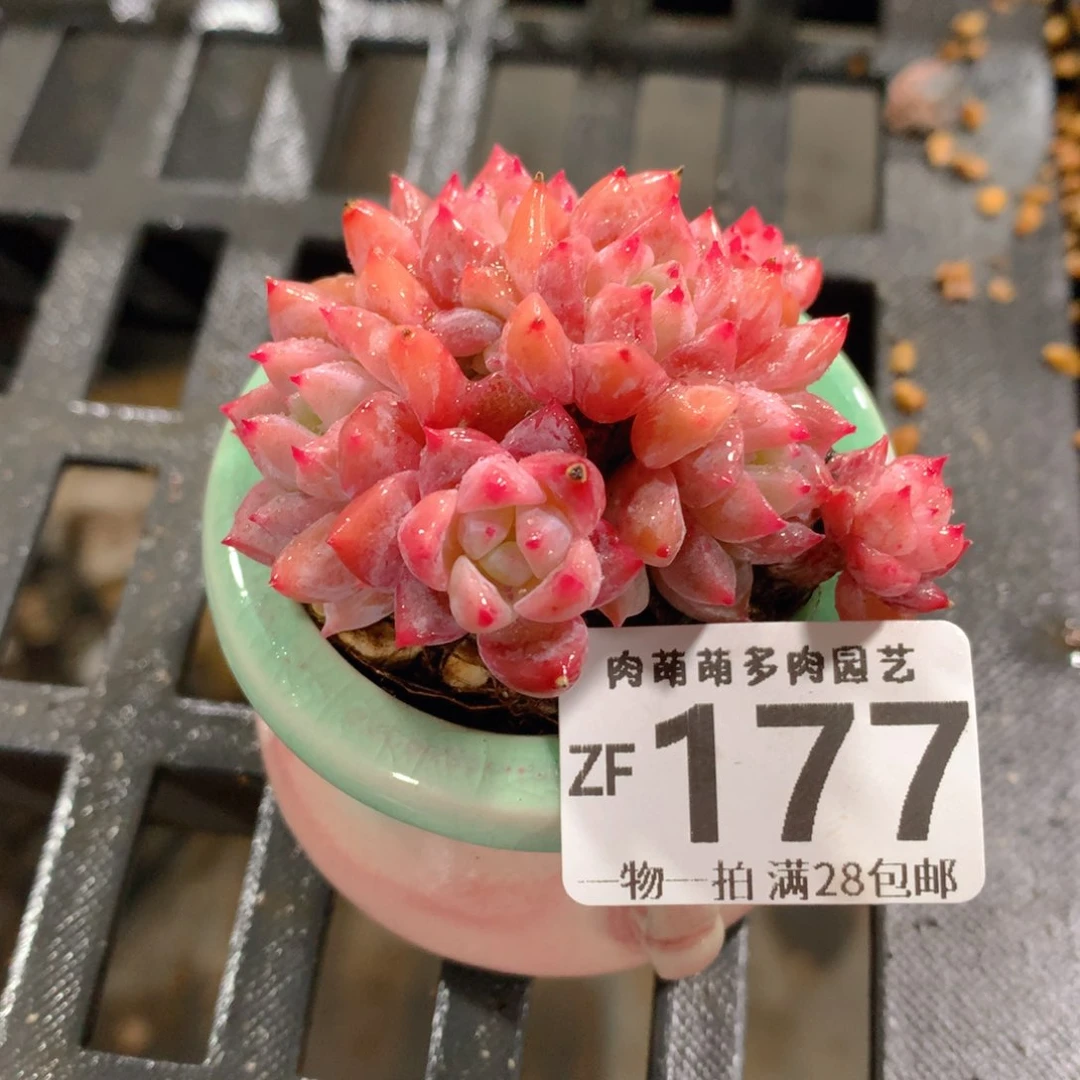 肉萌萌拇指盆精控多肉ZF177