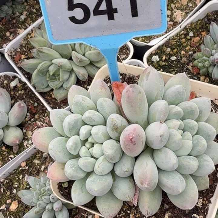 奶糖一物一拍541.