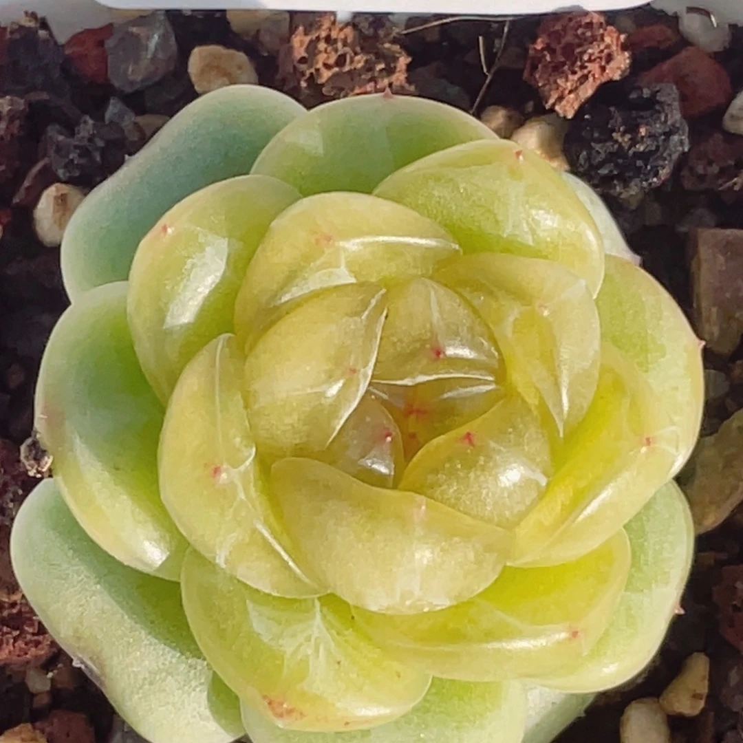 771股跌到今天收盘时才有