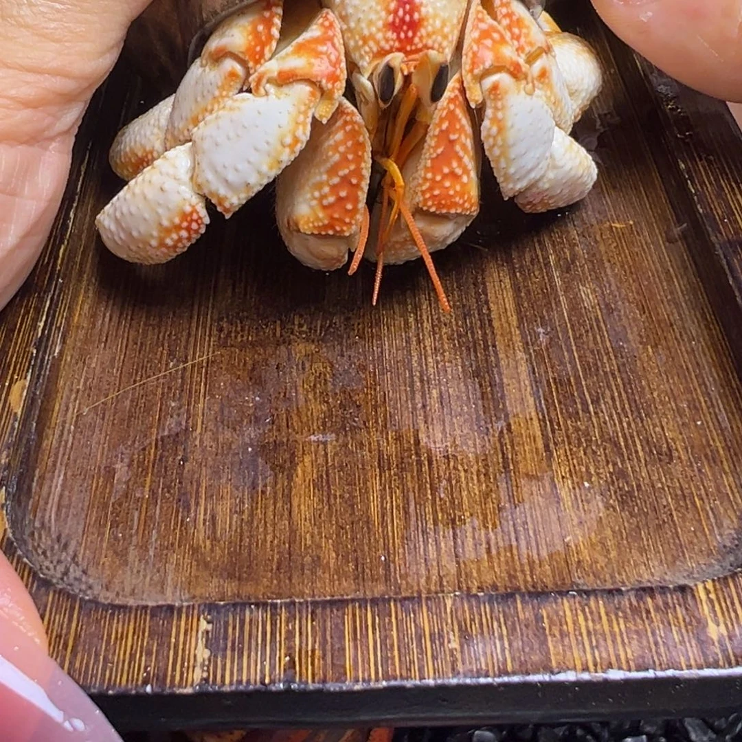 大白毛球4口 名称：大象