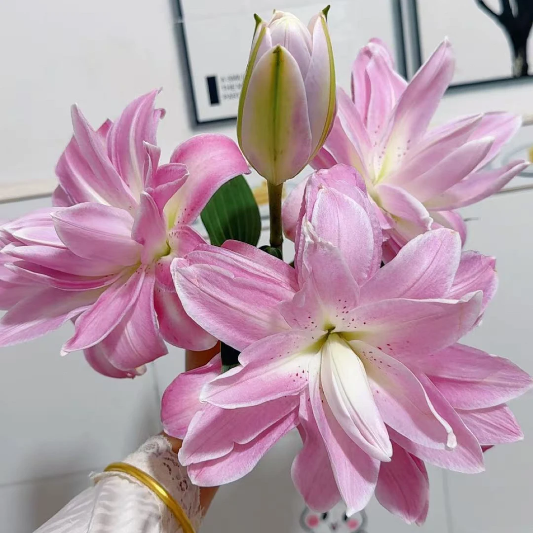 8号莲花微风重瓣百合2头，看好再拍不售后