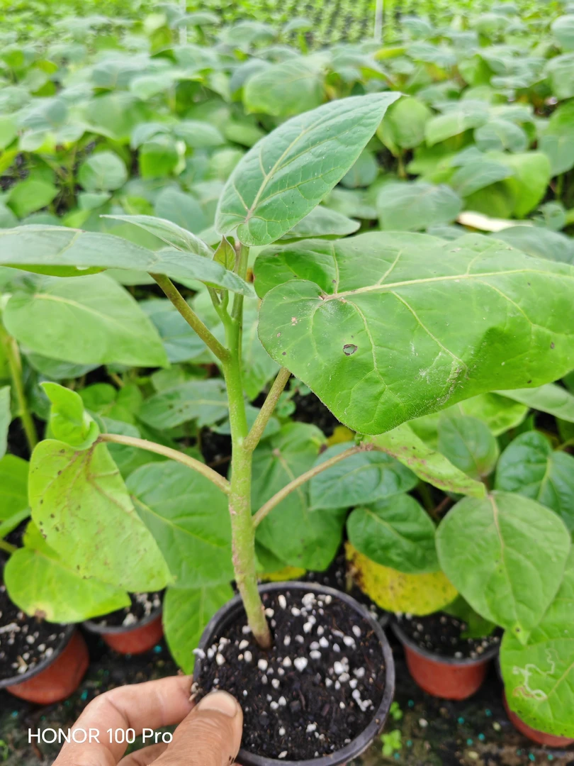 云南大树番茄 番茄苗盆景带杯发货一树番茄庭院种植无需搭架