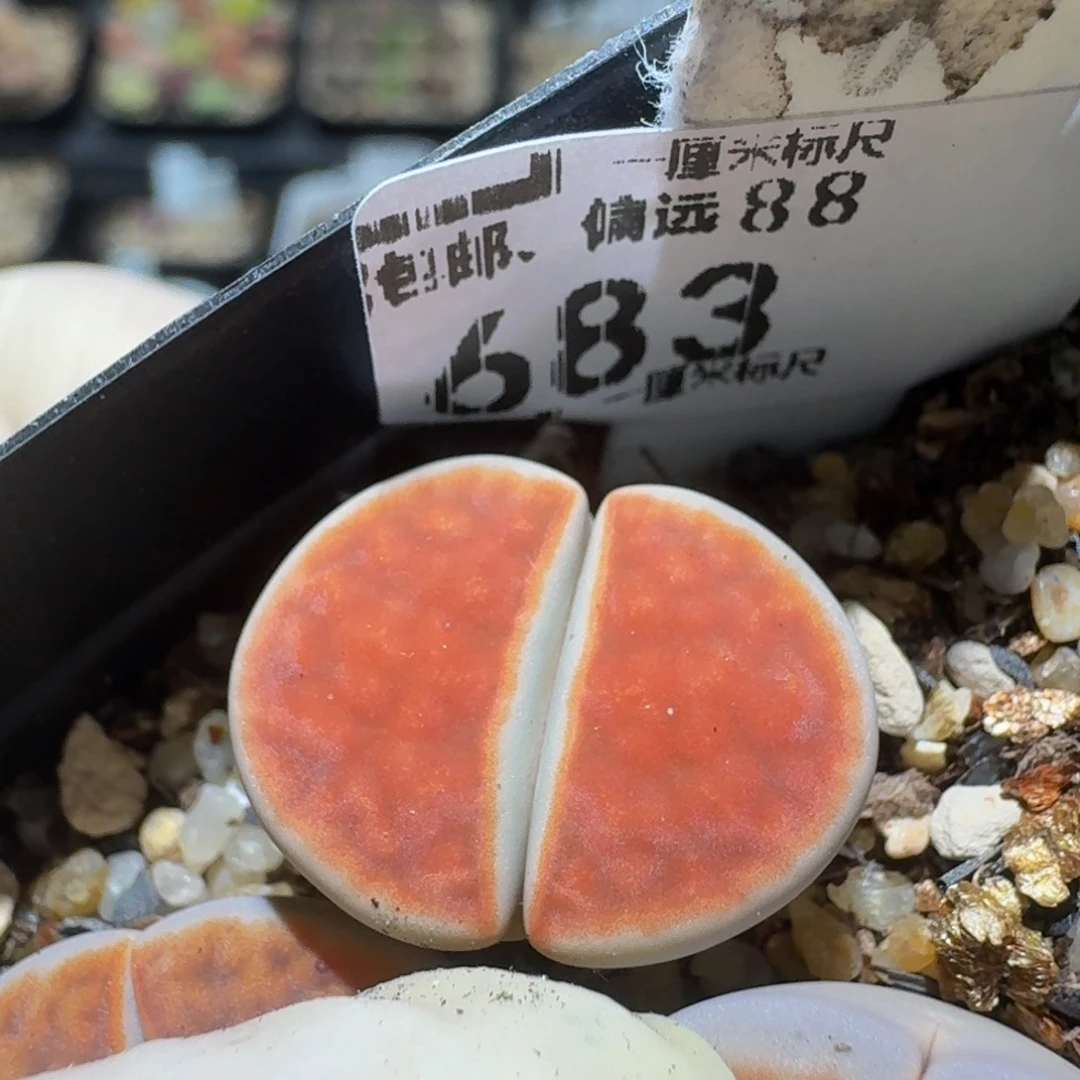 zzzzz生石花肉锥683朱唇