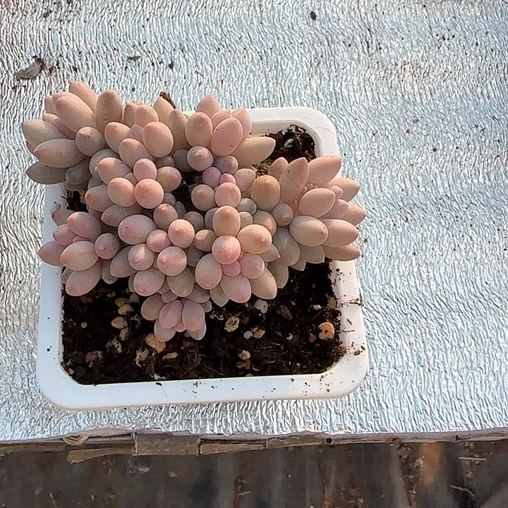 青蛙王子儿童牙膏1111