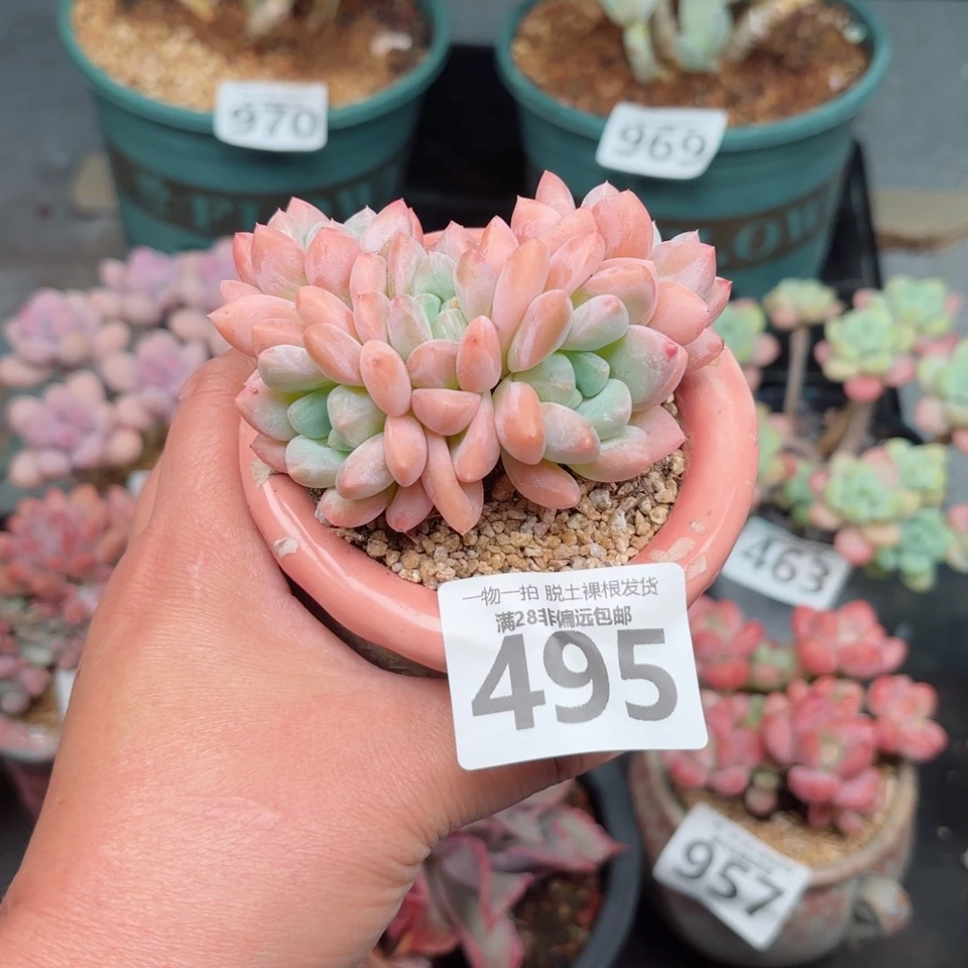 芙丽朵无盆土发货