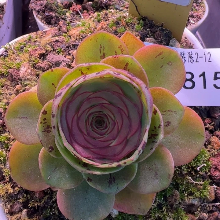 花生 不负带伤福利 815