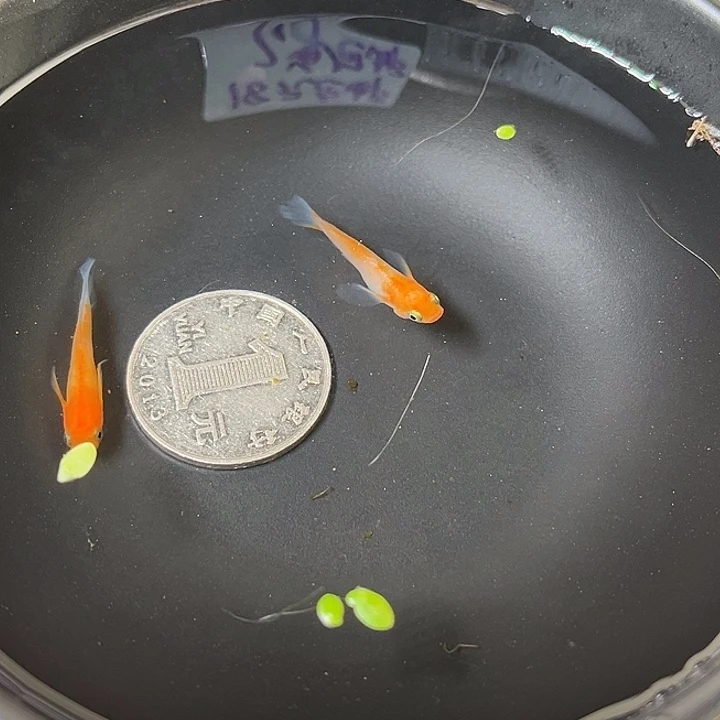 青鳉鱼扶桑花2条36号