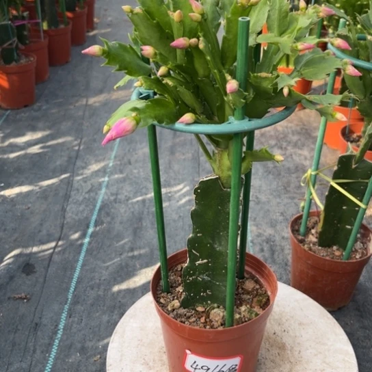 074蟹爪兰尾号4916