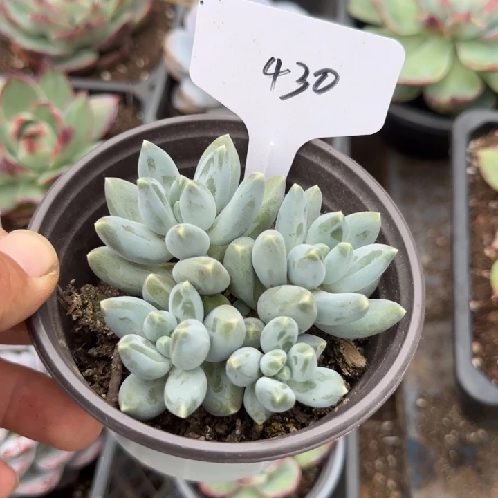 京美人惊鸿一物一拍包装收缩花旱430