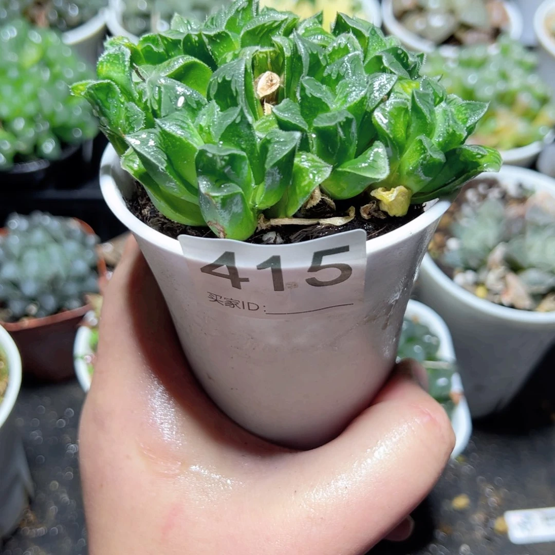ﾚ****ﾍ415多肉植物的一颗