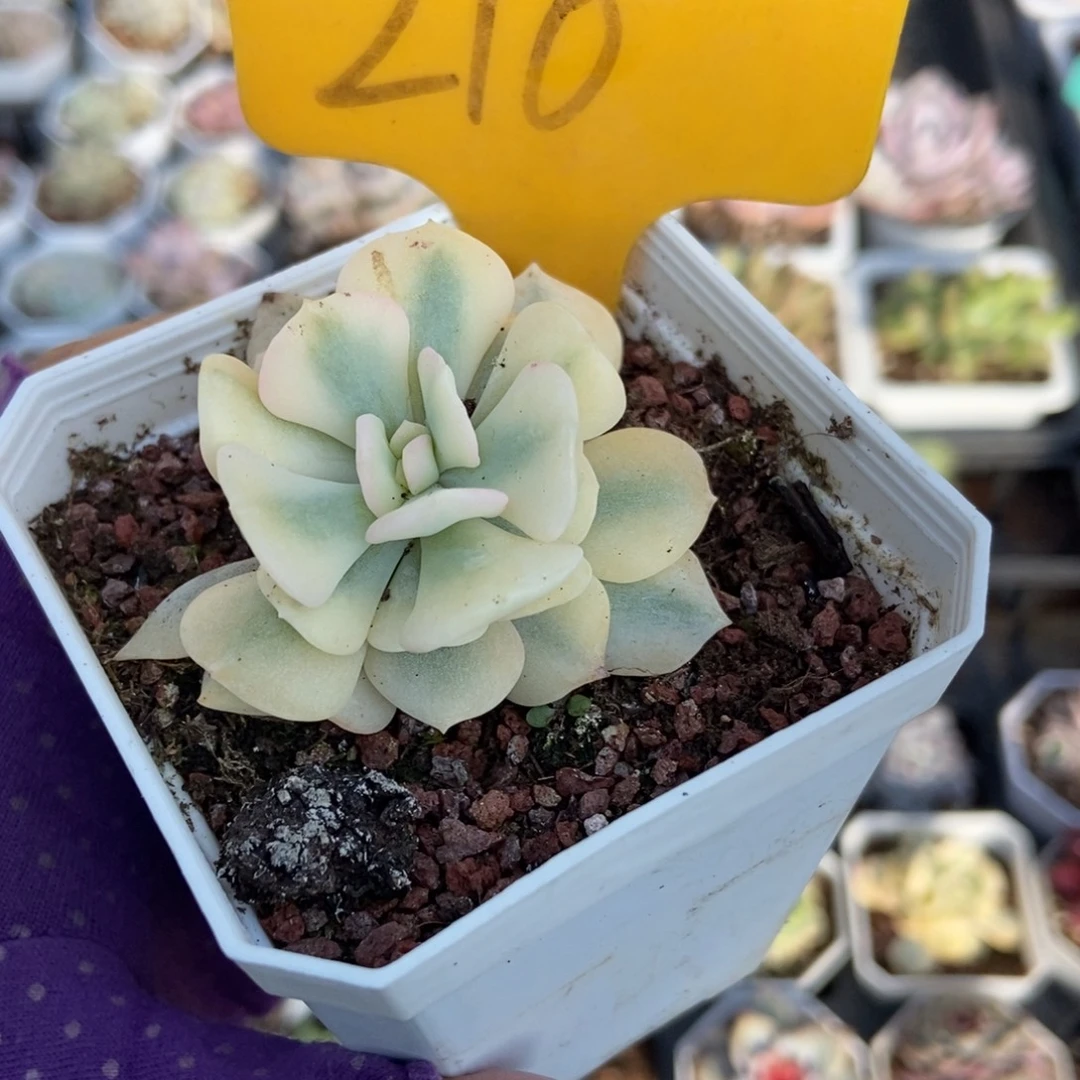 210雪精灵锦多肉植物
