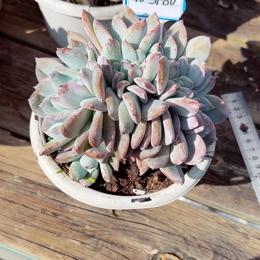 1031-80糖心嫦娥缀化