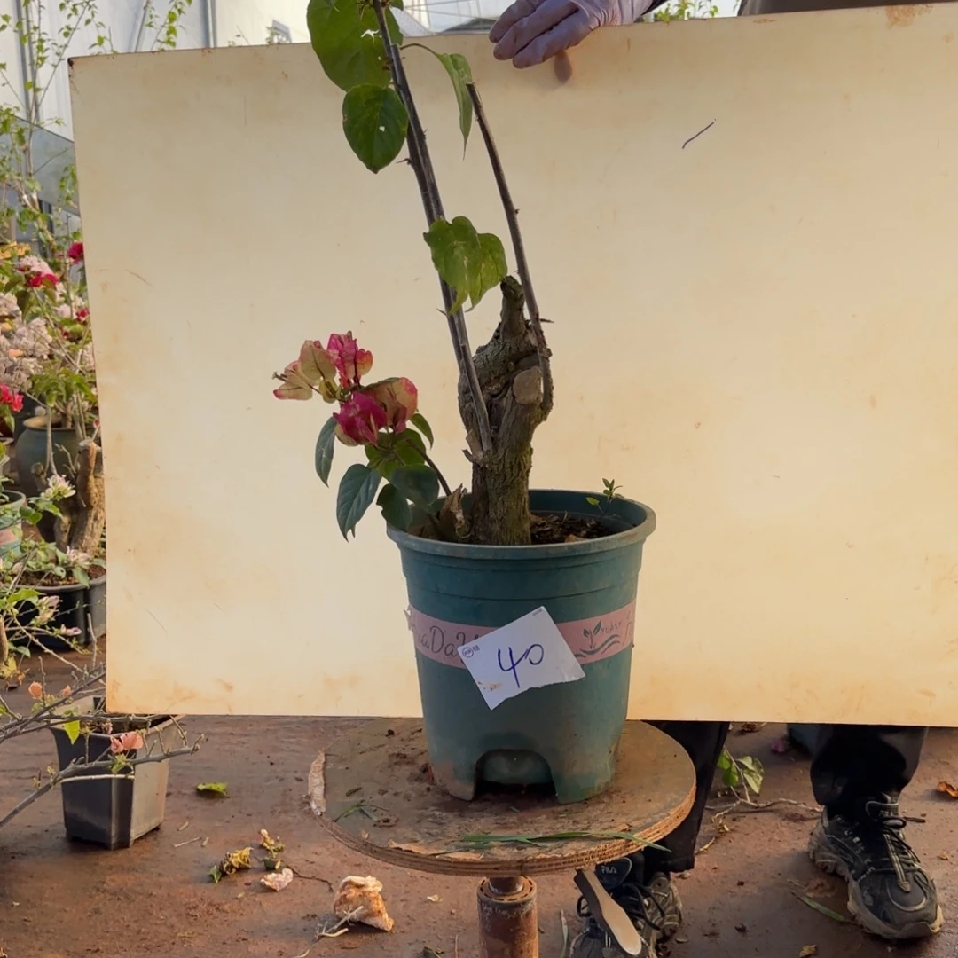 大部分开放少量花苞画报 40脱