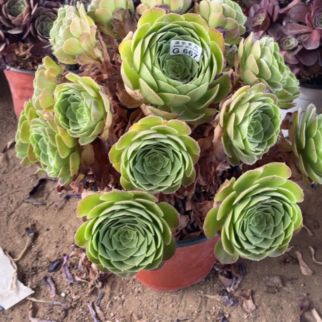 667圣罗兰多肉法师断枝不包