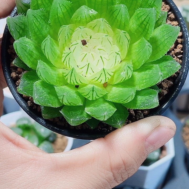 白莲花母本新手好养