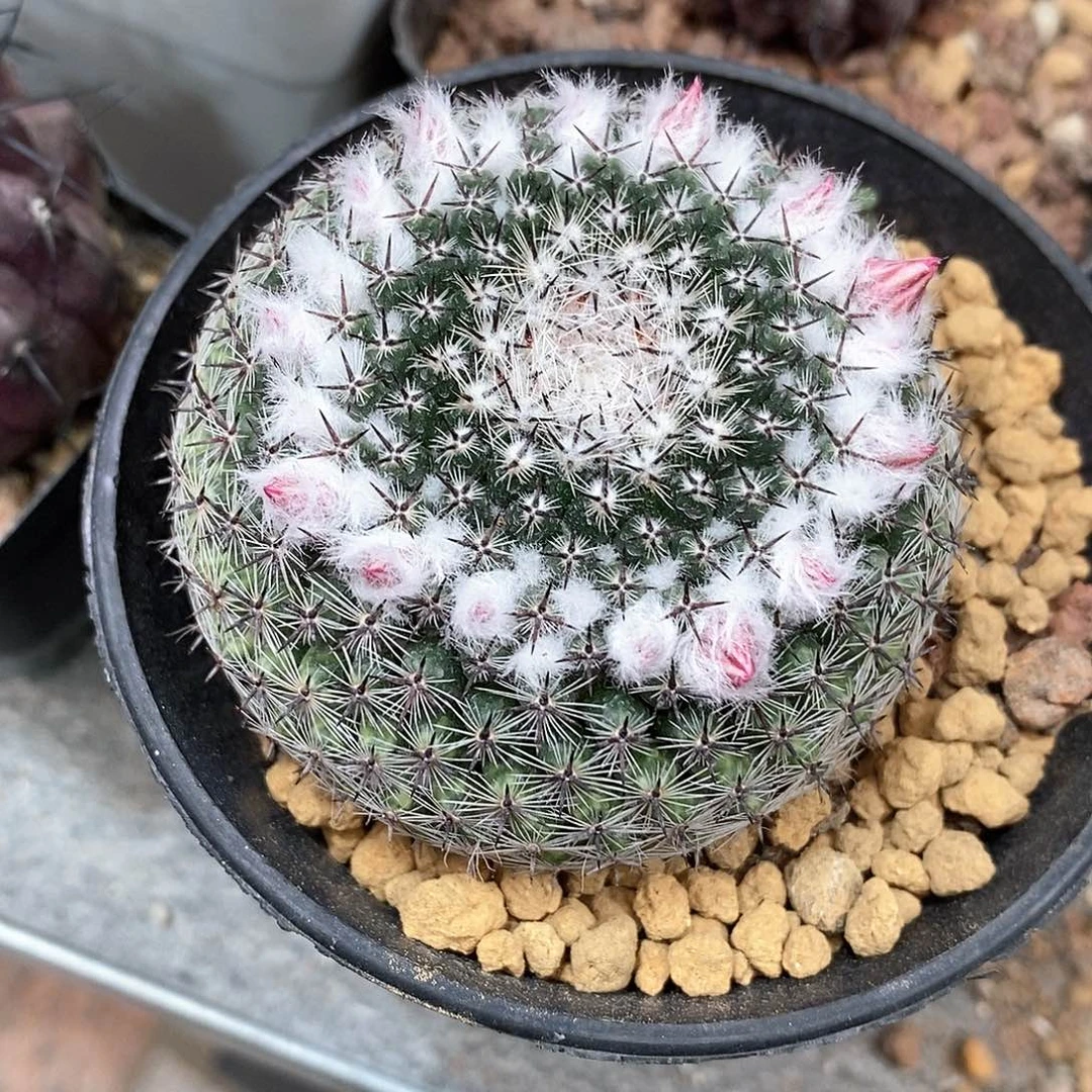 幸**家实生恋山彦仙人球