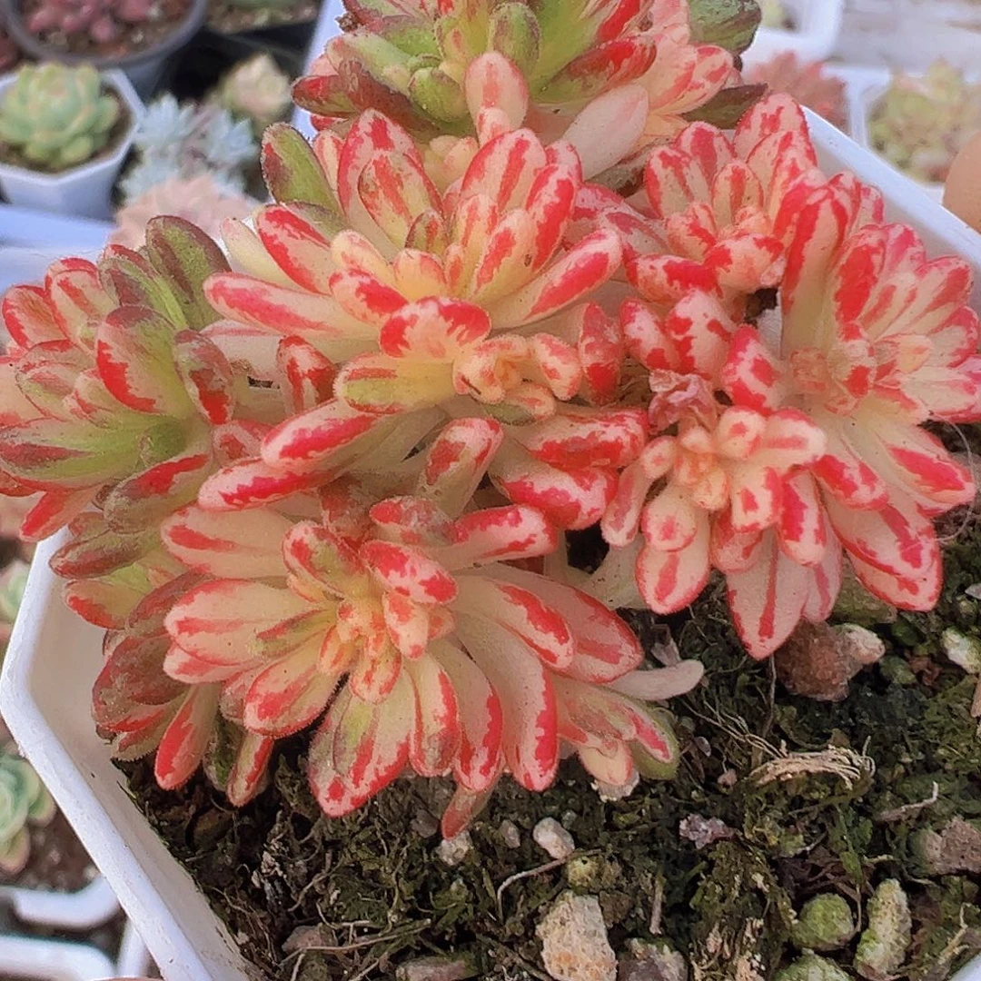 小人际锦19包邮多肉植物