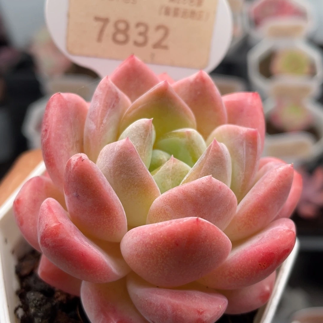 橙橙7832-.6.0厘米