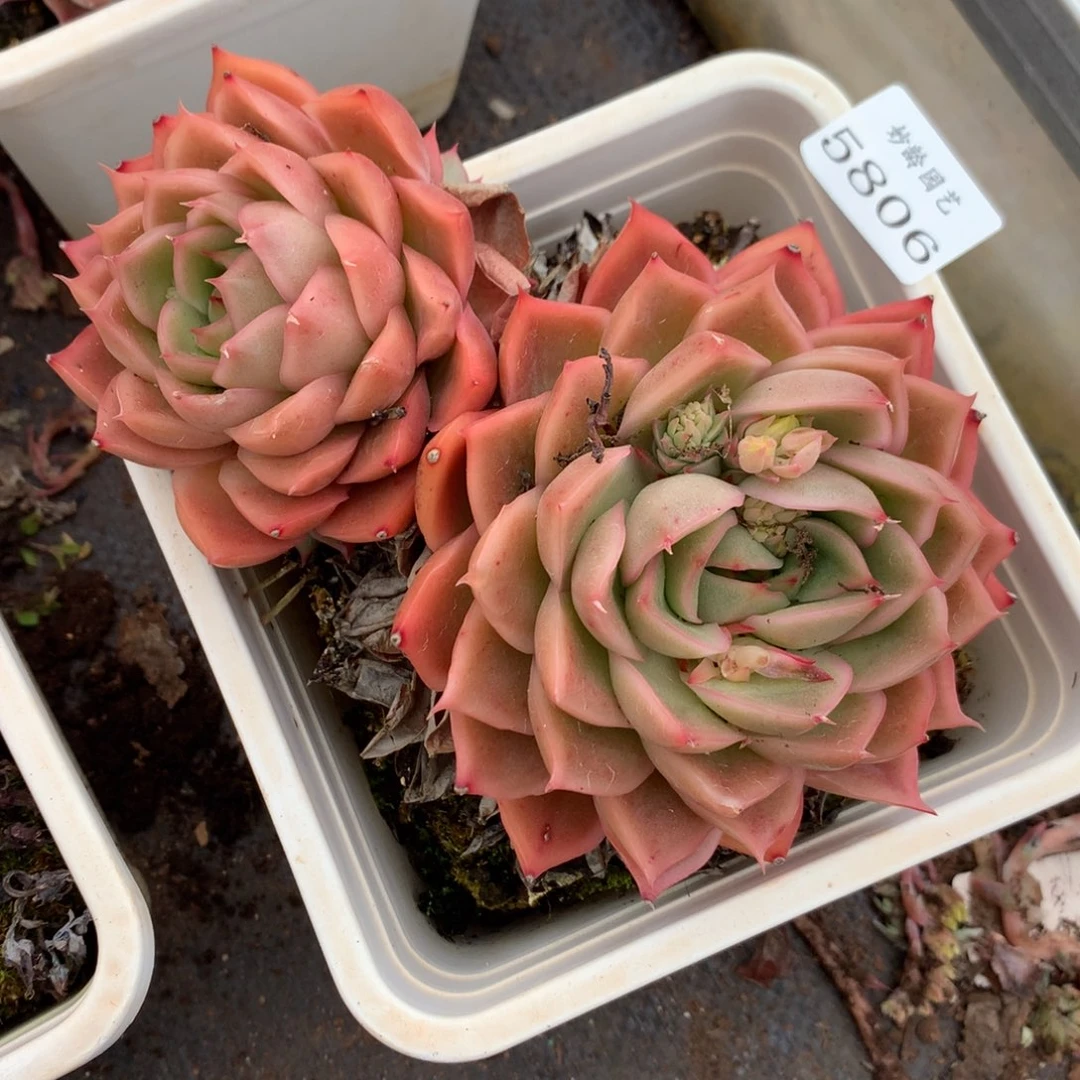 5806新年快乐发发发