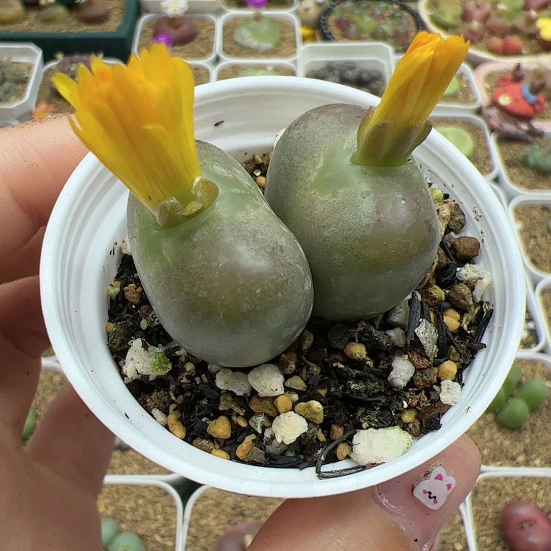 【闪购商品】220 开播福利