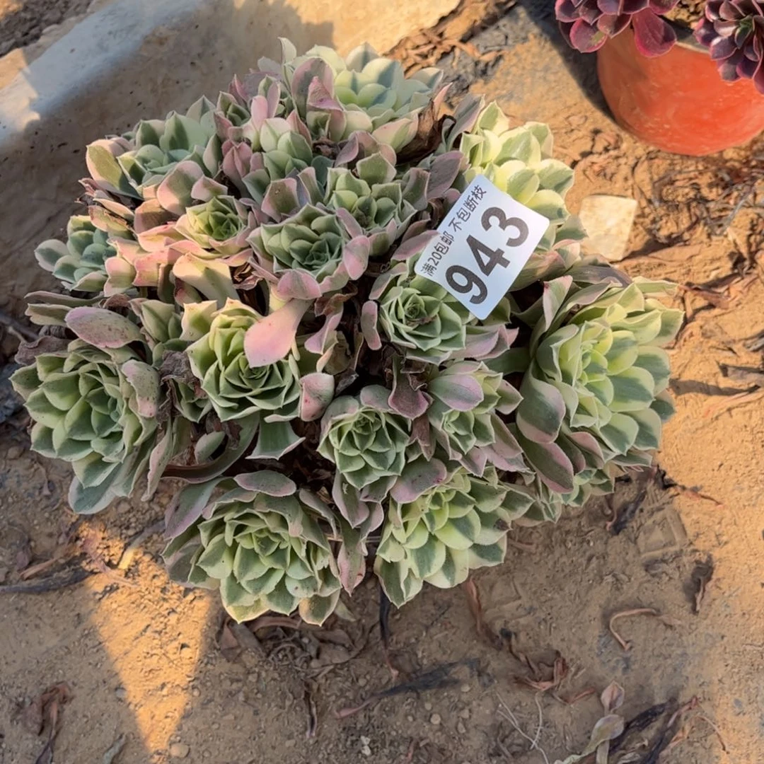 雨花石943不包断枝