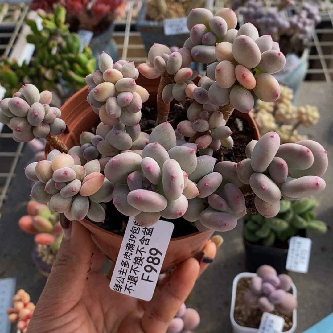 苹果奶989/10cm散