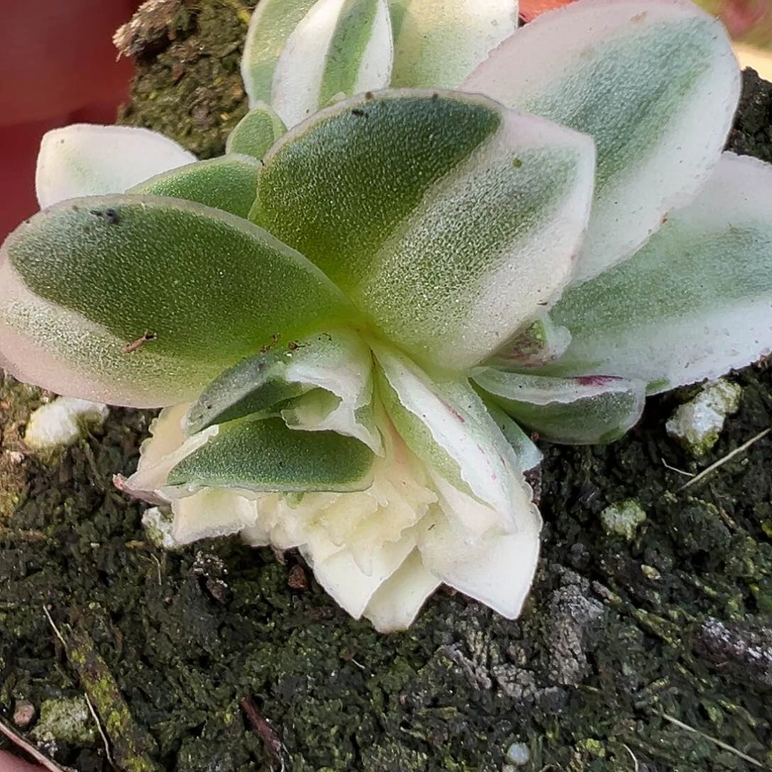 Y*n山地玫瑰锦2月25日