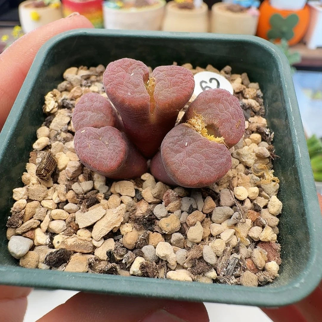 多肉植物福利肉锥62