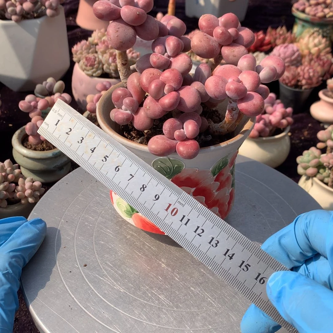 62号带盆偏远地区不包邮的