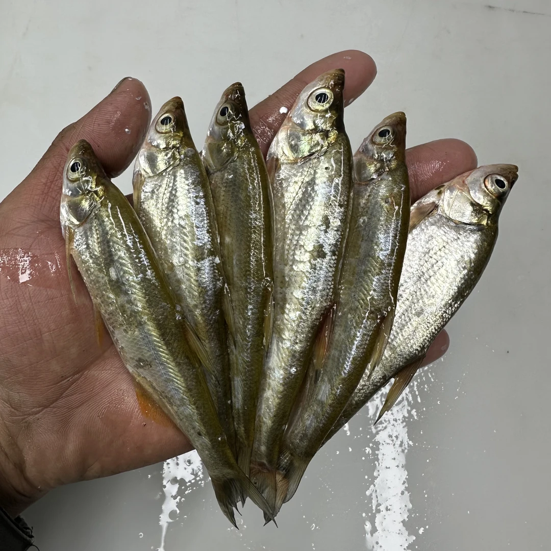 【速冻】东北淡水冷水小翘嘴白鱼（8-15厘米）