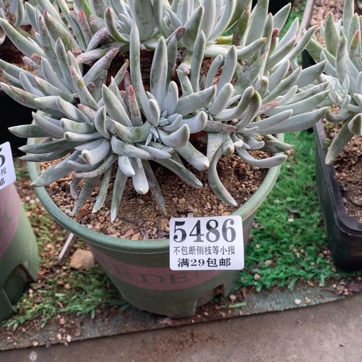 486号海瑟杂拇指多肉