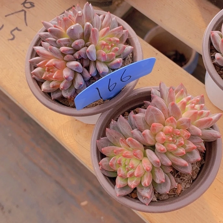 这个我就知道这点