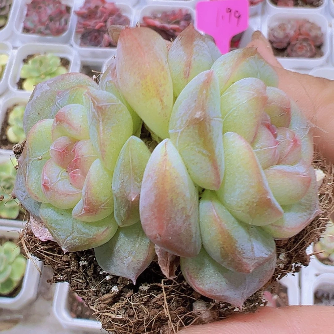 纹星珍妮19包邮多肉植物