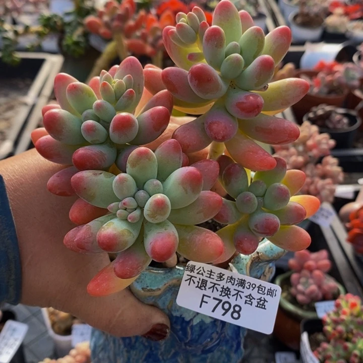 派大星10cm798多肉植物