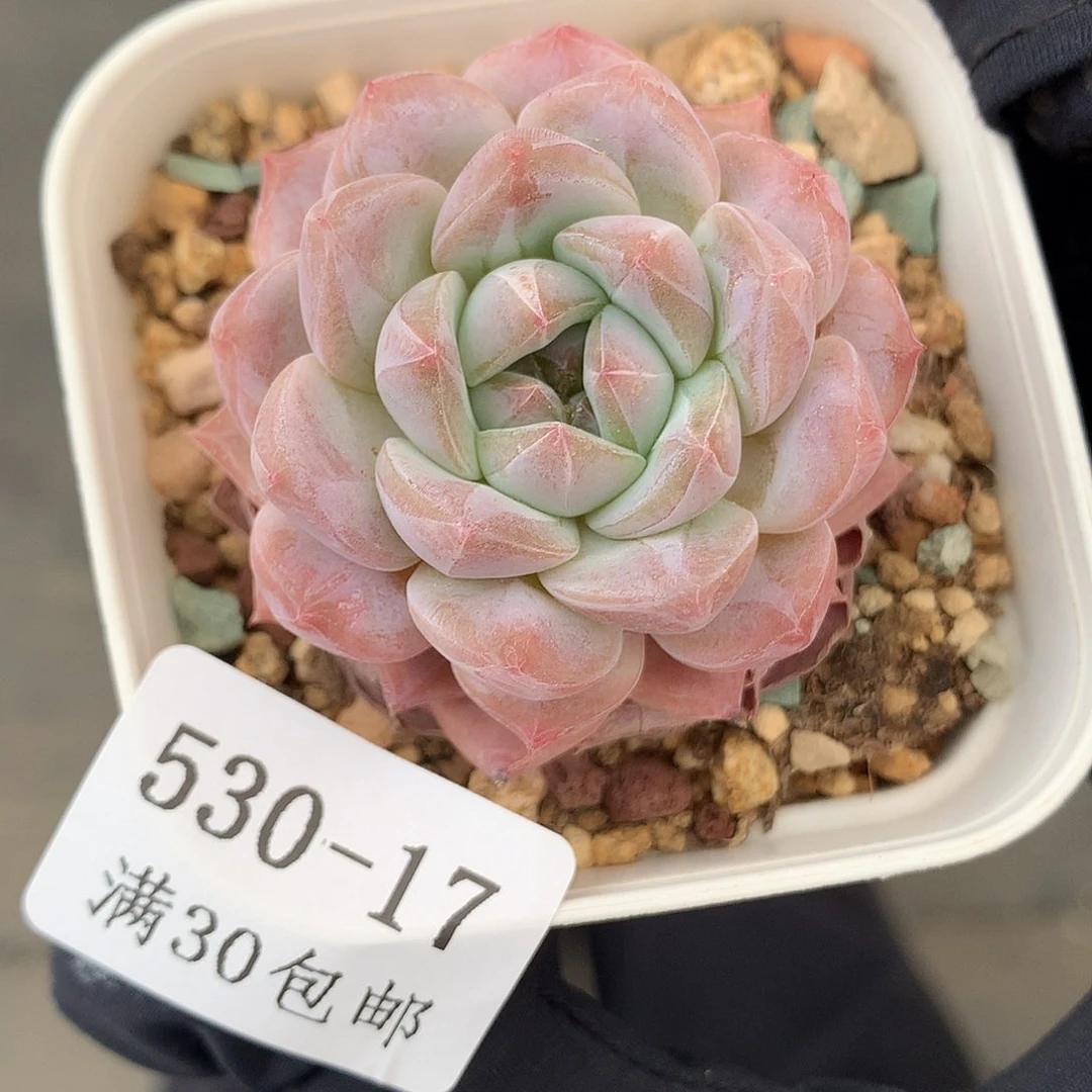 17。琥珀宝宝4cm。多肉。