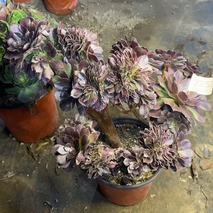 荷兰玫瑰多肉断头不包2252