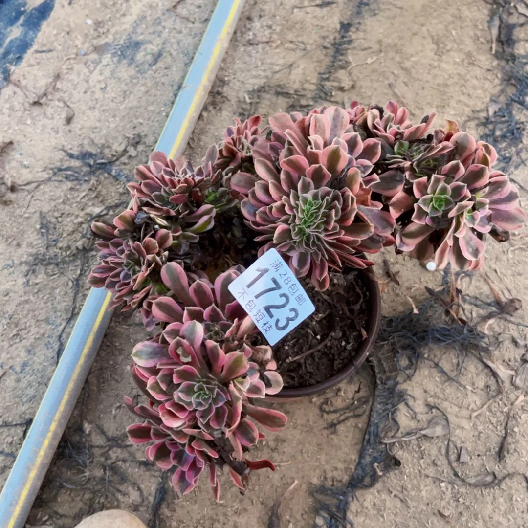1723美杜莎缀多肉植物