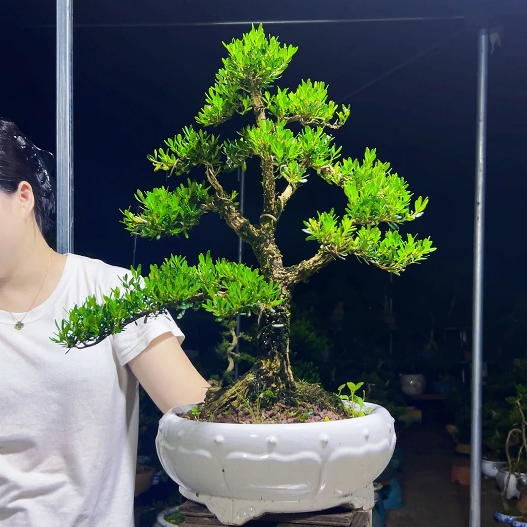 聚***）无花朵黄杨木