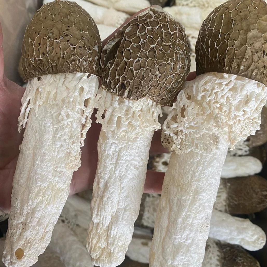 云南特产黑帽竹荪厚肉耐煮不易碎野生山货