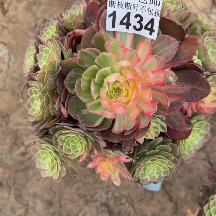 1434万花筒多肉植物